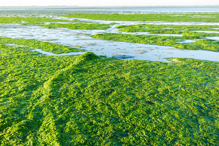 Anchor chain covered with sea lettuce on saltwater tidal flats at low tide of Waddensea, Netherlands