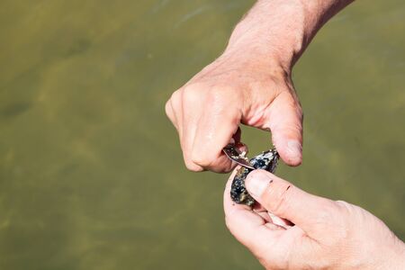 Close-up of bare hands of man cleaning self-picked blue mussel with small knife above shallow water...