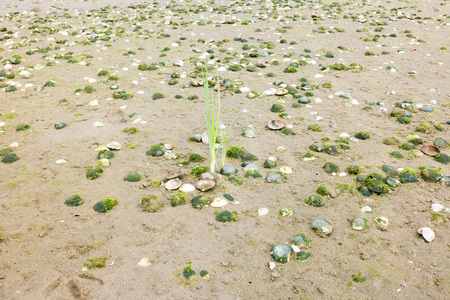 Sand with shells and young plant of marram grass growing on beach at seaside, Netherlands