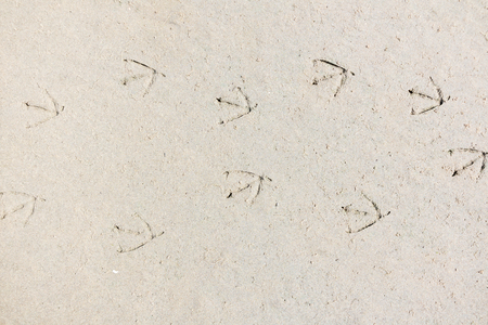Trail of foot prints of walking seabirds in sand on beach, Netherlandsの写真素材