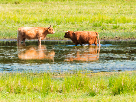 Scottish highland cattle cool off in pond on hot summer day in nature reserve, Netherlandsの写真素材