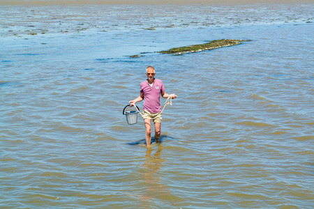 Senior man wading in shallow water at low tide with bucket of collected mussels from natural mussel bed behind him, Waddensea, Netherlandsの写真素材