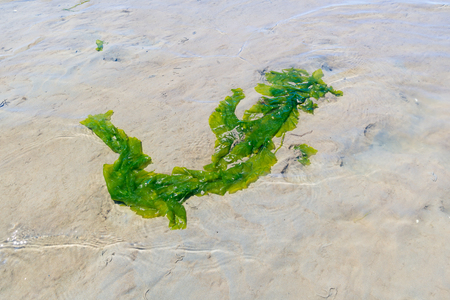 Floating sea lettuce in rippling shallow water of sand flat at low tide on Waddensea, Netherlands