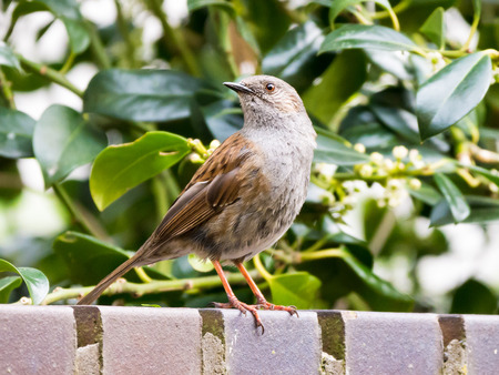 Portrait of adult dunnock or hedge accentor, Prunella modularis, perching on brick wall in gardenの写真素材