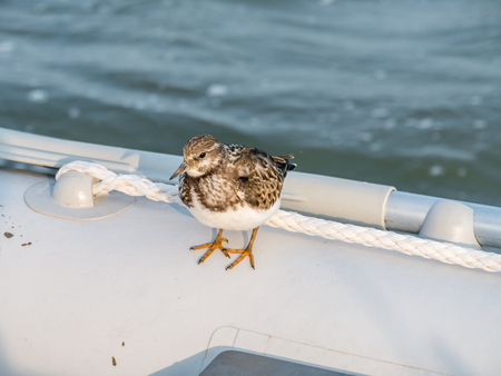 Juvenile ruddy turnstone, Arenaria interpres, resting on dinghy boat, Wadden Sea, Netherlandsの写真素材