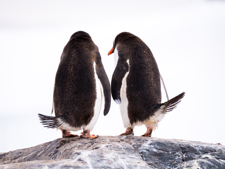 Rear view of pair of Gentoo penguins, Pygoscelis papua, standing on rock, Mikkelsen Harbour, Trinity Island, Antarctic Peninsula, Antarcticaの写真素材