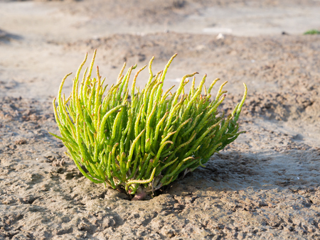 Long spiked glasswort, Salicornia procumbens, growing on salt marsh of Waddensea, Netherlandsの写真素材