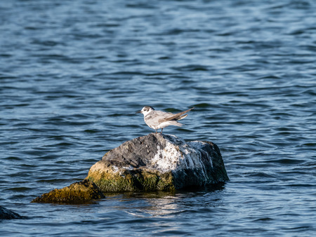 Common tern, Sterna hirundo, juvenile standing on rock in water, De Kreupel, Netherlands