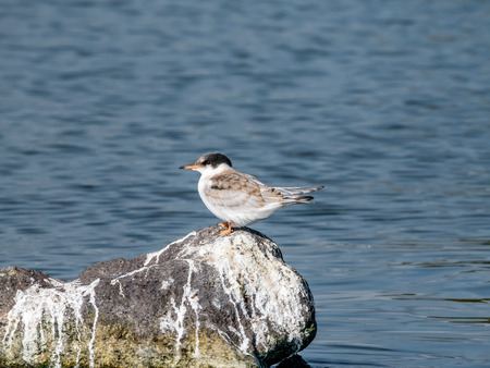 Common tern, Sterna hirundo, juvenile standing on rock in water, De Kreupel, Netherlands
