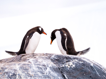 Pair of Gentoo penguins, Pygoscelis papua, standing side by side on rock and bowing, Mikkelsen Harbour, Trinity Island, Antarctic Peninsula, Antarcticaの写真素材