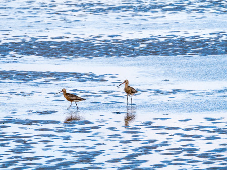 Two adult bar-tailed godwits, Limosa lapponica, feeding on mud flat at low tide of Wadden sea,...