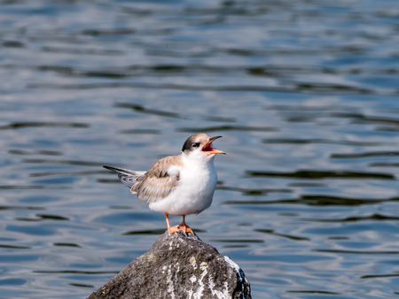 Common tern, Sterna hirundo, juvenile screaming for food on rock in water, De Kreupel, Netherlands