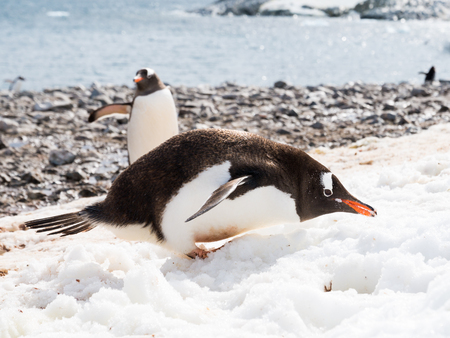 Gentoo penguin, Pygoscelis papua, eating snow on  beach of Cuverville Island, Antarctic Peninsula, Antarcticaの写真素材