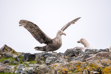 Male Southern giant petrel, Macronectes giganteus, landing on nest of breeding female, Hannah Point on Livingston Island, South Shetland Islands, Antarcticaの写真素材