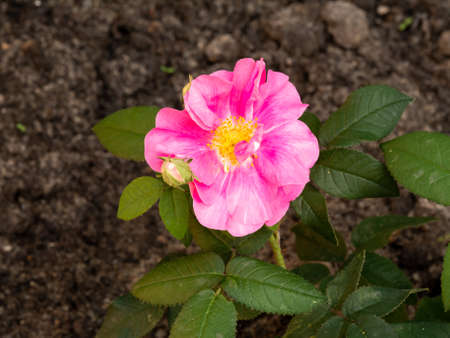 French rose, Rosa gallica var. officinalis, blossom with deep pink red flowers in garden, Netherlandsの写真素材