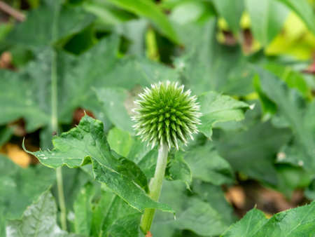 Globe thistle, Echinops ritro, green flower bud and prickly leaves in garden, Netherlands
