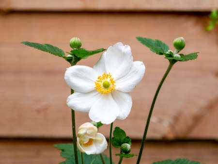 Japanese anemone, Anemone 'Honorine Jobert', white flowers with yellow heart in autumn, Netherlandsの写真素材