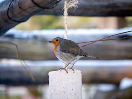 Robin, Erithacus rubecula, feeding on fat feeder in garden in winter, Netherlands