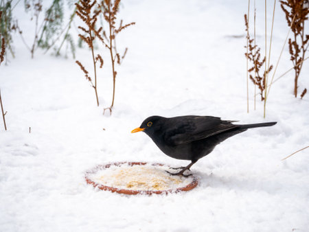 Blackbird, Turdus merula, male feeding peanut butter for birds in snow in winter, Netherlandsの写真素材