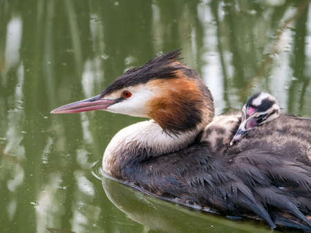 Great crested grebe, Podiceps cristatus, juvenile carried on back of adult, Netherlands