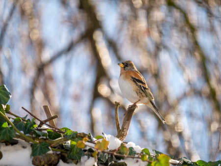 Brambling, Fringilla montifringilla, portrait of male perching on branch in winter, Netherlandsの写真素材