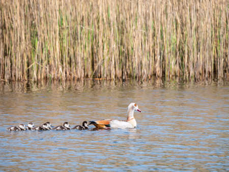 Egyptian goose, Alopochen aegyptiaca, female swimming with six young goslings in lake, Netherlandsの写真素材