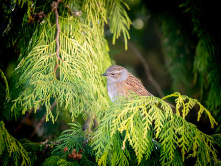Dunnock, Prunella modularis, perching on branch of pine tree in winter, Netherlandsの写真素材