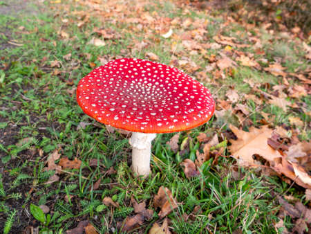 Fly agaric, Amanita muscaria, fruiting body of poisonous fungus in grass with autumn leaves,...
