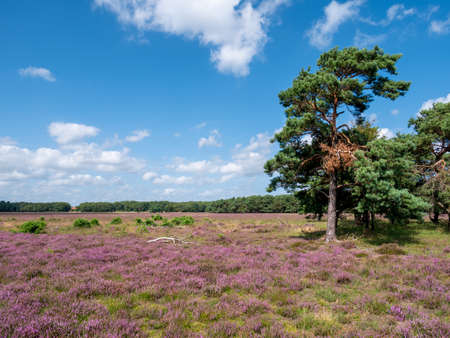 Pine trees and purple heather on Westerheide in Gooi, Noord-Holland, Netherlandsの写真素材