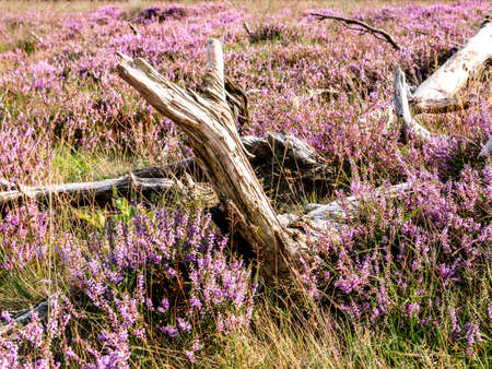 Old tree trunks, wood, on ground between flowering heather of heathland, Netherlandsの写真素材