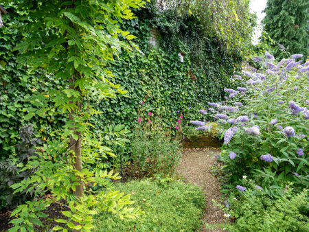 Small garden with densely planted native plants like ivy, wisteria and gravel path in summer, Netherlandsの写真素材