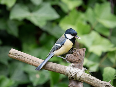Great tit, Parus major, adult male with seed in beak perched on branch in garden, Netherlandsの写真素材