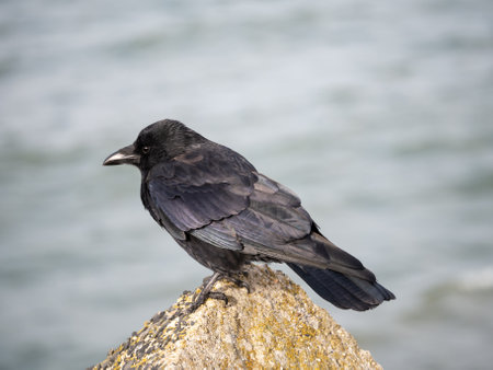 Carrion crow, Corvus corone, standing on rock overlooking the sea, Netherlandsの写真素材