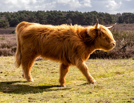 Scottish highland cow, young with long hair and horns, walking in nature reserve Westerheide near Hilversum, het Gooi, Netherlandsの写真素材