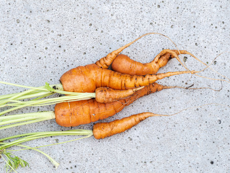 Fresh harvested organic carrots with green tops grown in kitchen gardenの写真素材