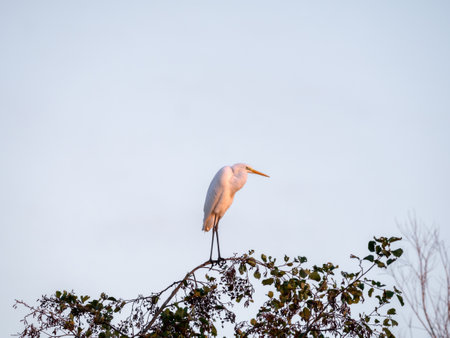 Great egret, Ardea alba, perching in tree top during golden hour in nature reserve near Strand Nulde, Netherlandsの写真素材