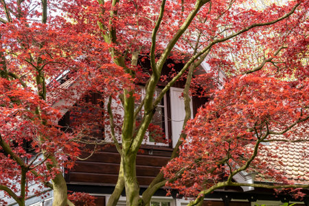 HILVERSUM, NETHERLANDS - APR 23, 2023: Japanese maple, Acer palmatum 'Atropurpureum' red, tree with red leaves in front garden of house in springのeditorial素材