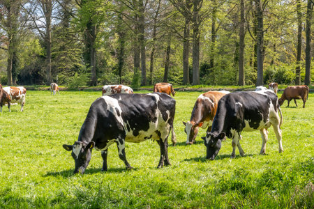 Herd of Friesian Holstein and Red-White diary cows grazing on green meadow in polder between 's Graveland and Hilversum, Netherlandsの写真素材