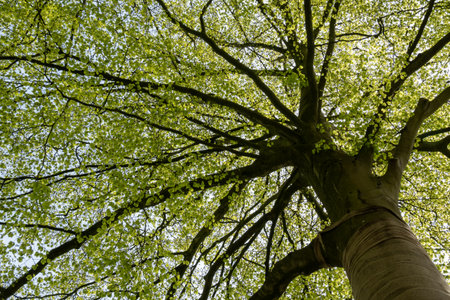 Crown of a beech tree viewed from below with young leaves in springtime, Netherlands