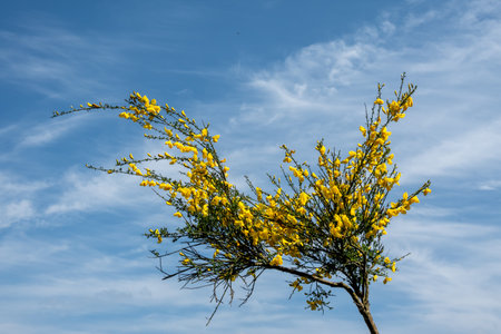 Blooming branches of common broom, Cytisus scoparius, with yellow flowers against blue sky, Netherlandsの写真素材