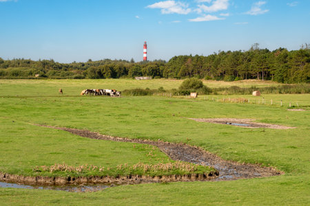 Meadow with grazing cows near Steenodde and lighthouse of Amrum island, North Frisia,...