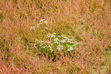 Seashore aster, Tripolium pannonicum, flowers on salt marsh, Kniepsand, Amrum island, North Frisia,...