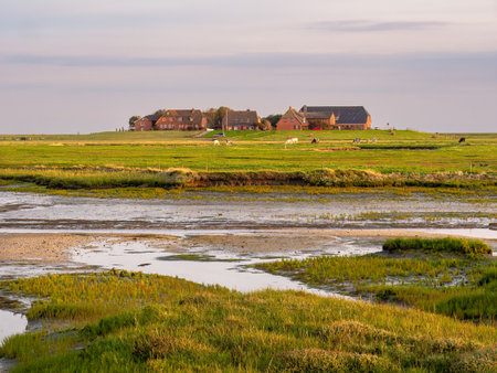 OckelÃ¼tzwarft, warft on Hallig Hooge, North Frisia, Schleswig-Holstein, Germanyの写真素材