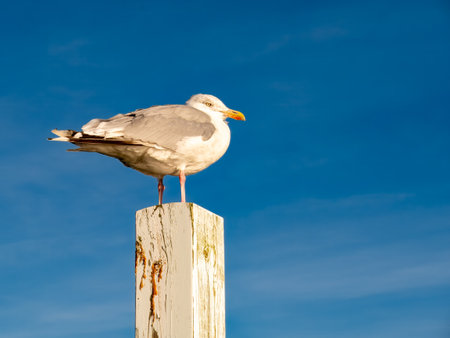 Single herring gull standing on wooden pole against a blue sky during golden hour, Limfjord, Nordjylland, Denmarkの写真素材