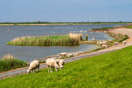 Flock of grazing sheep on dike near Makkumer Noardwaard nature reserve, Makkum, Friesland,...