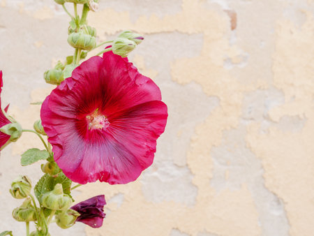 Vibrant deep red hollyhock flower, Alcea rosea, against whitewashed yellow wall in Dragoer Old Town, Amager Island, Capital Region, Denmarkの写真素材