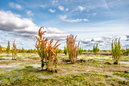 Low-angle view of glasswort or marsh samphire plants, Salicornia, growing on tidal flats at low tide in Wadden Sea south of East Frisian island Juist, Lower Saxony, Germanyの写真素材