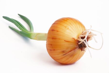 onions with green sprouts on a white background                   の写真素材