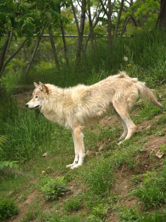arctic wolf        