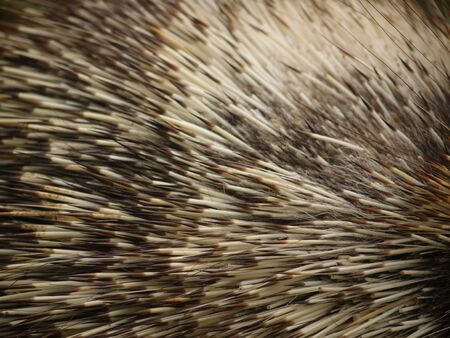 quillsの写真素材